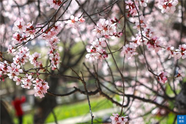 3月和春天有个约会，绽放在林芝的雪域桃花，惊艳时光的一场邂逅