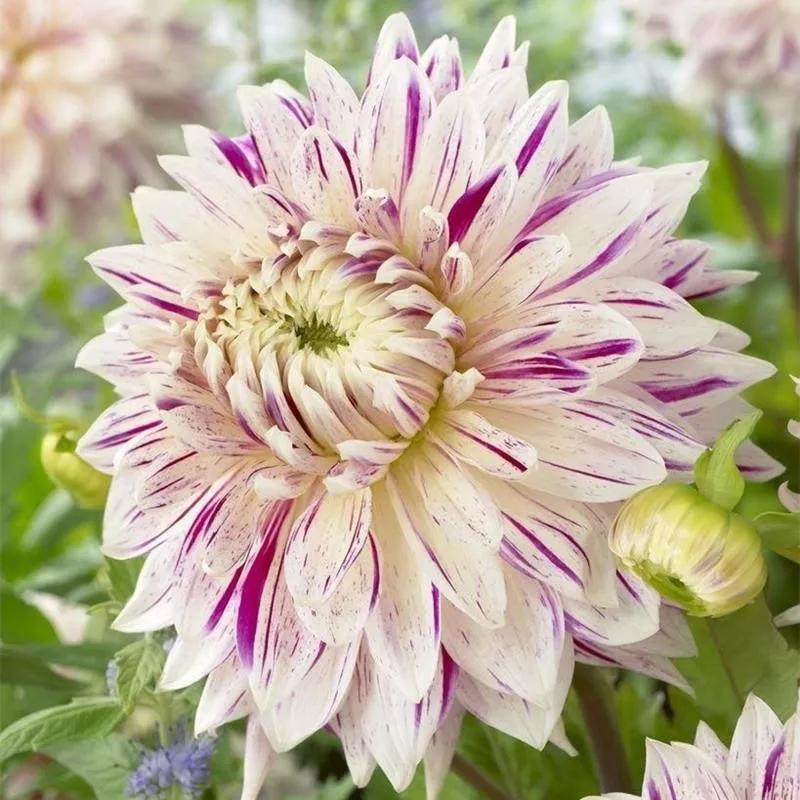 花朵美图｜温柔甜美的初吻、大丽花、耧斗菜花朵合集160张