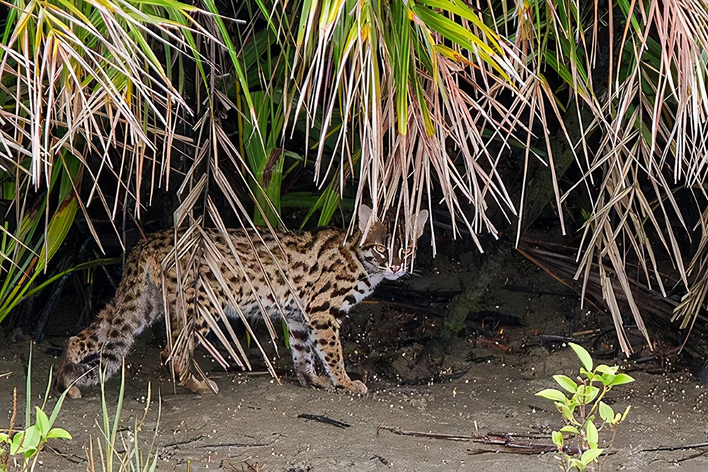 深圳发现"小老虎"豹猫,躲在水边偷袭猎物,体型小却很凶猛