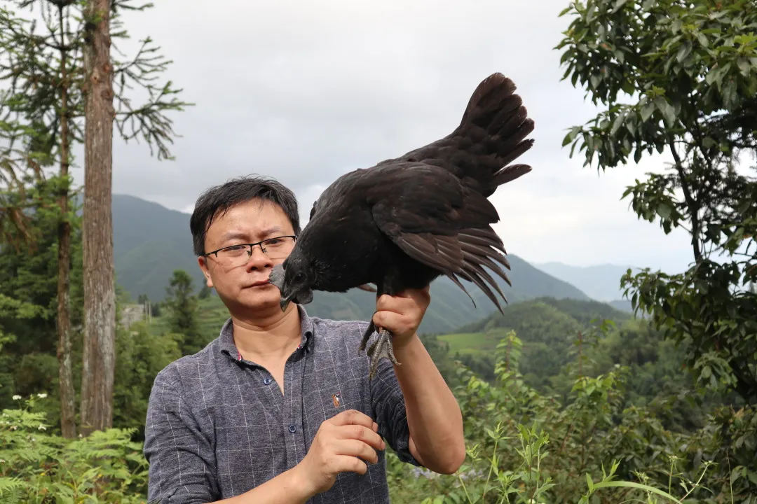 放弃深圳公司高薪，研究生返乡卖鸡，一年营收800万