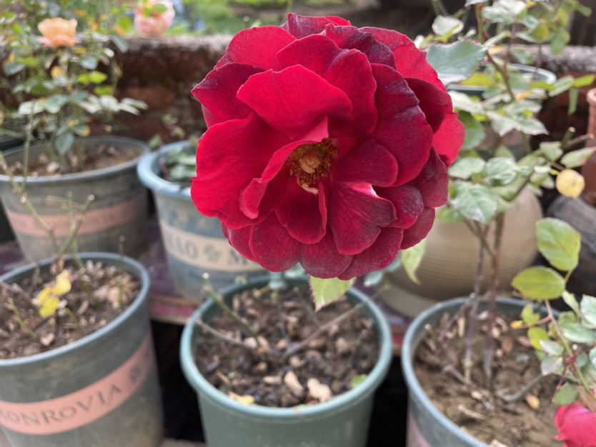 花的種植,花的種植方法和過程