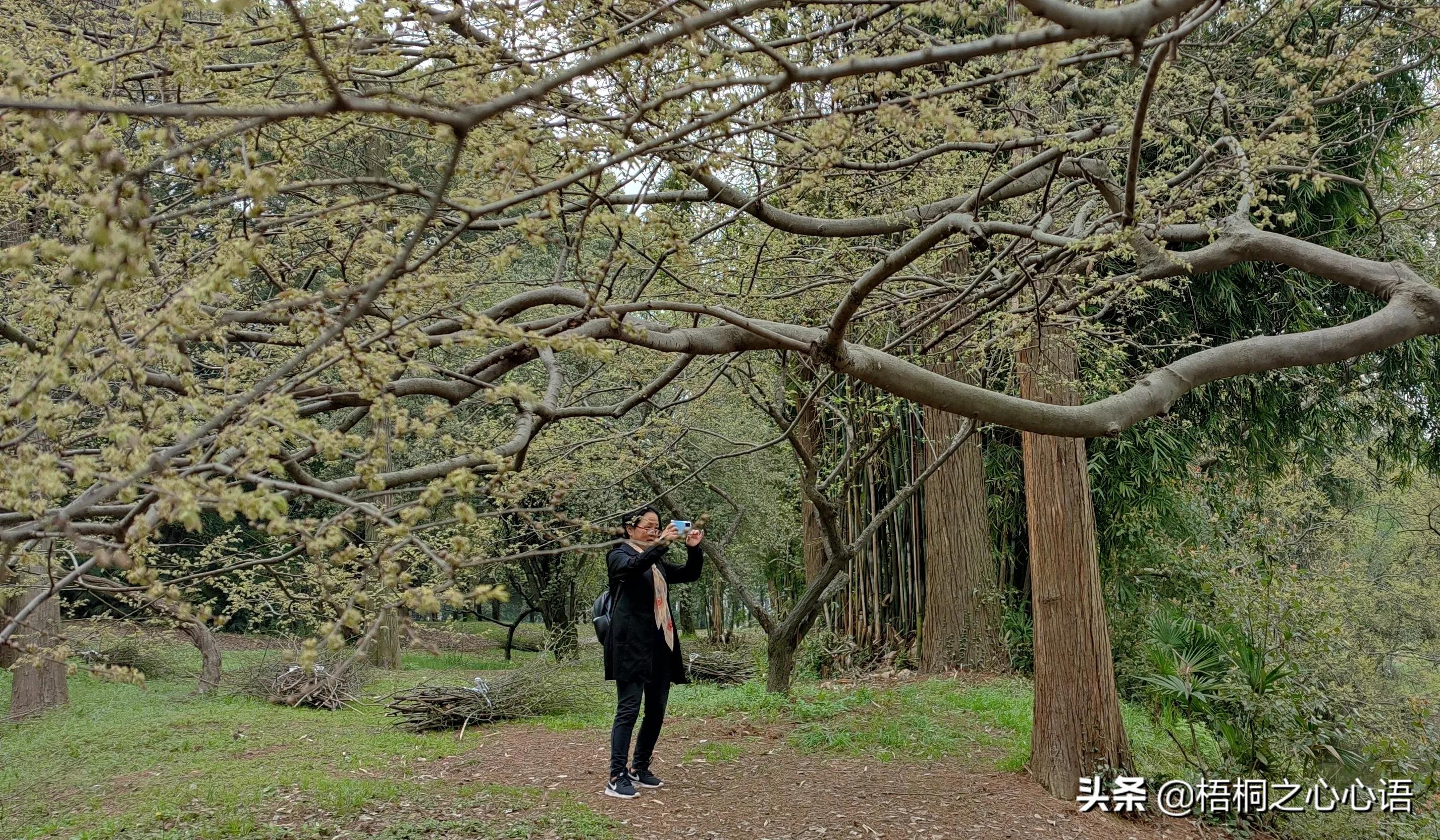 去年樱开时，那些漫妙记忆，此生许没再见时，存此让友情天长地久