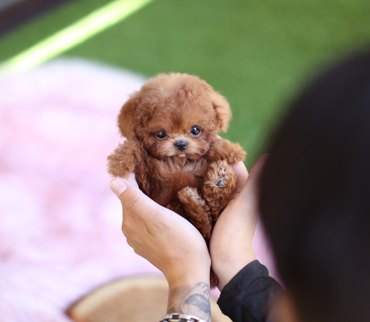 茶杯犬博美多少钱一只用命换钱的