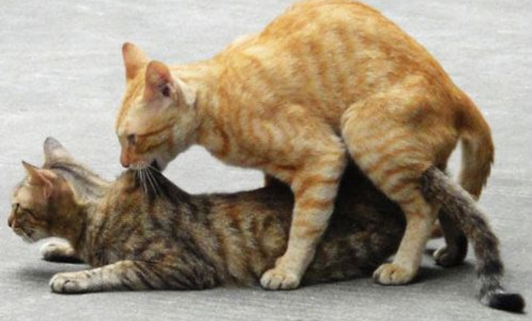 ����Ϊʲô��ʧȥ�������ǡ��������ǽ������ƣ����ǵ����ˣ�