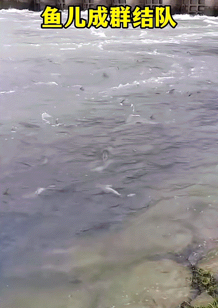 长江再现神秘物种——鳤，十年禁捕：若不保护，将无鱼可吃