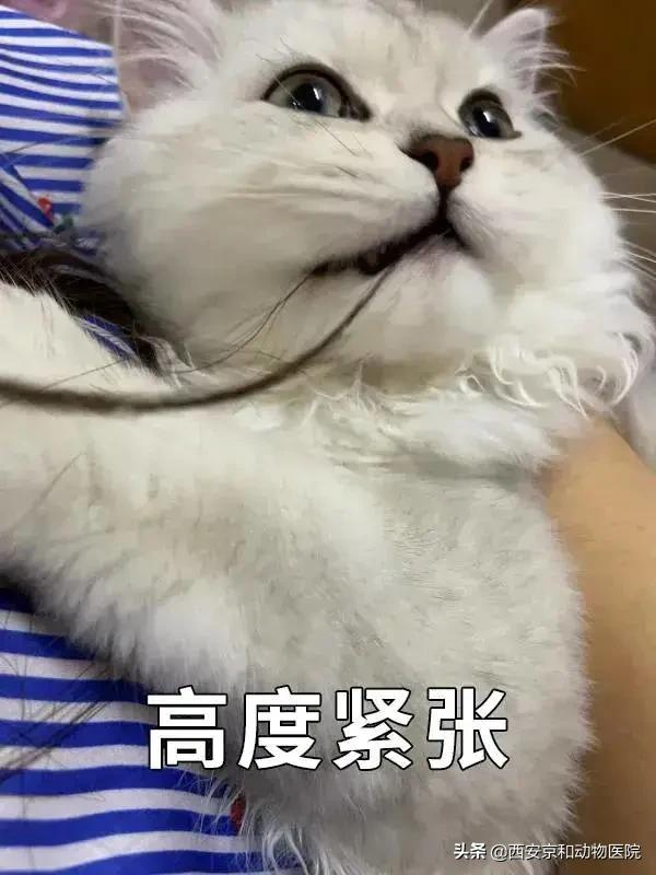 猫咪到底该不该绝育？