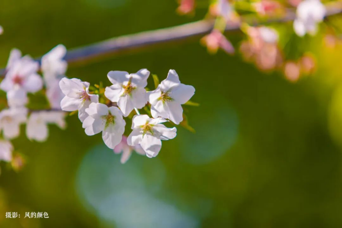 高校校花(高清大图来袭！湖北高校“最美校花”新鲜出炉！颜值超高，惊艳众人！)