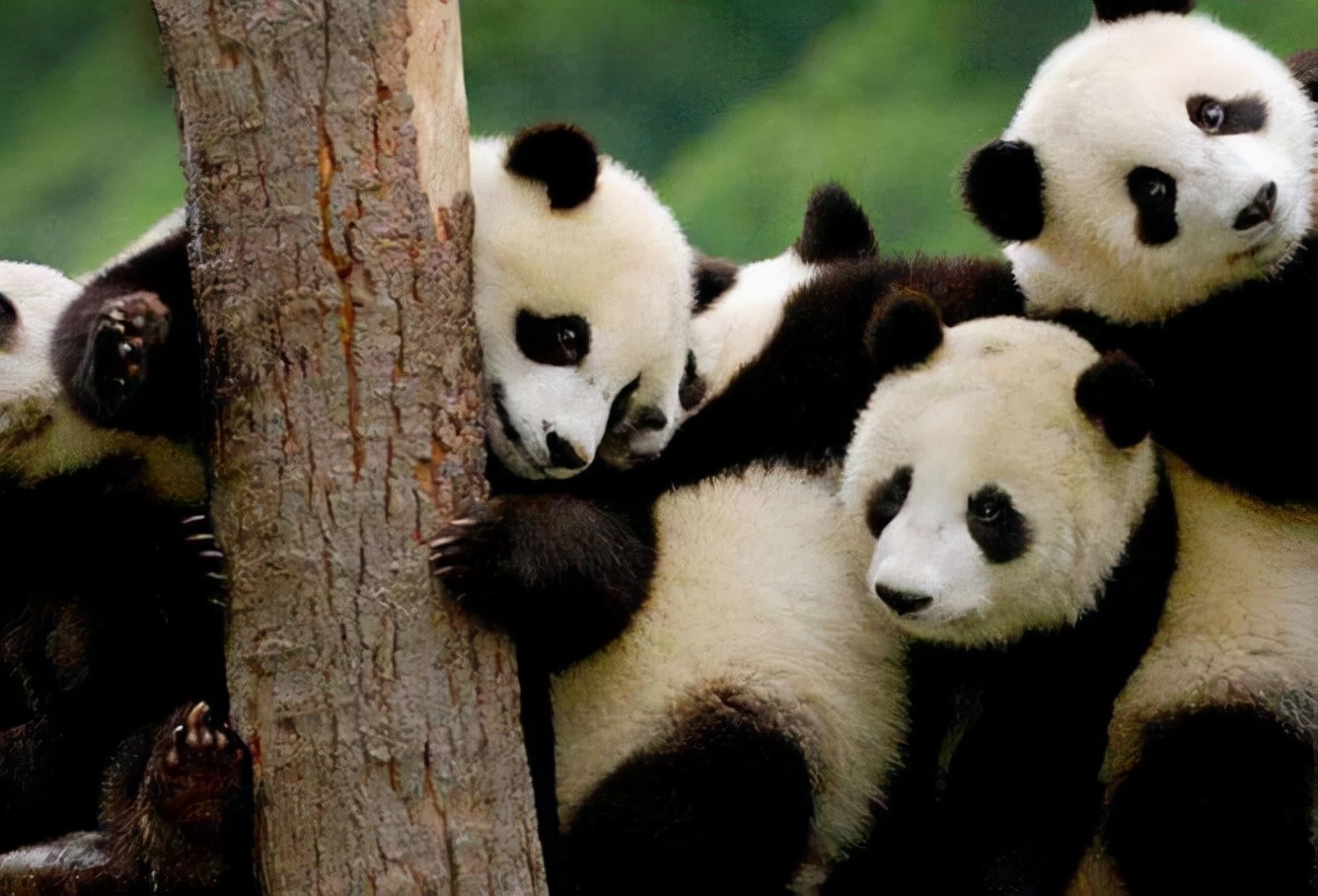 7年前，云南农民家中羊被咬死，兄弟俩怒杀大熊猫，下场如何？
