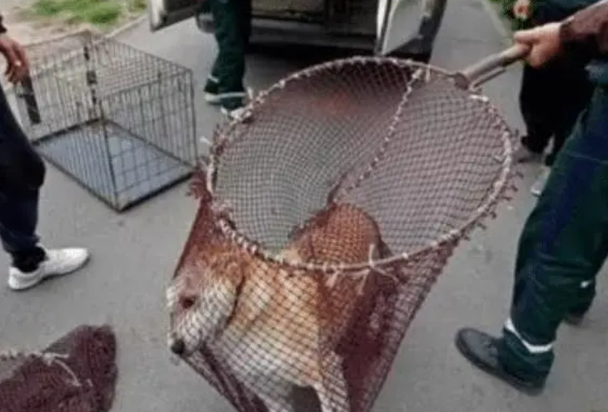 2016年，台湾女孩给700只狗安乐死后，将最后一针给了新婚的自己