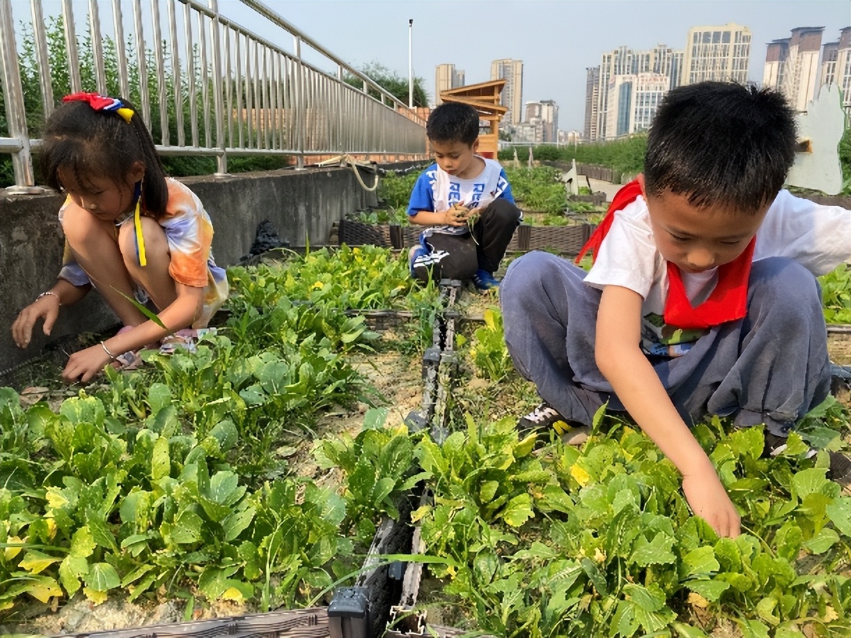 “蔬”香为伴，“勤”满校园｜中和小学开展“空中农场”种植活动