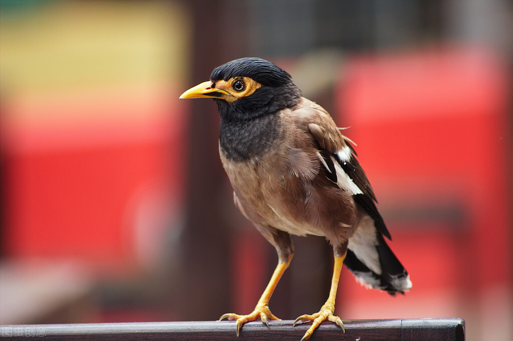 觀賞鳥中八哥鳥怎麼飼養,需要準備什麼東西呢?快來看看吧