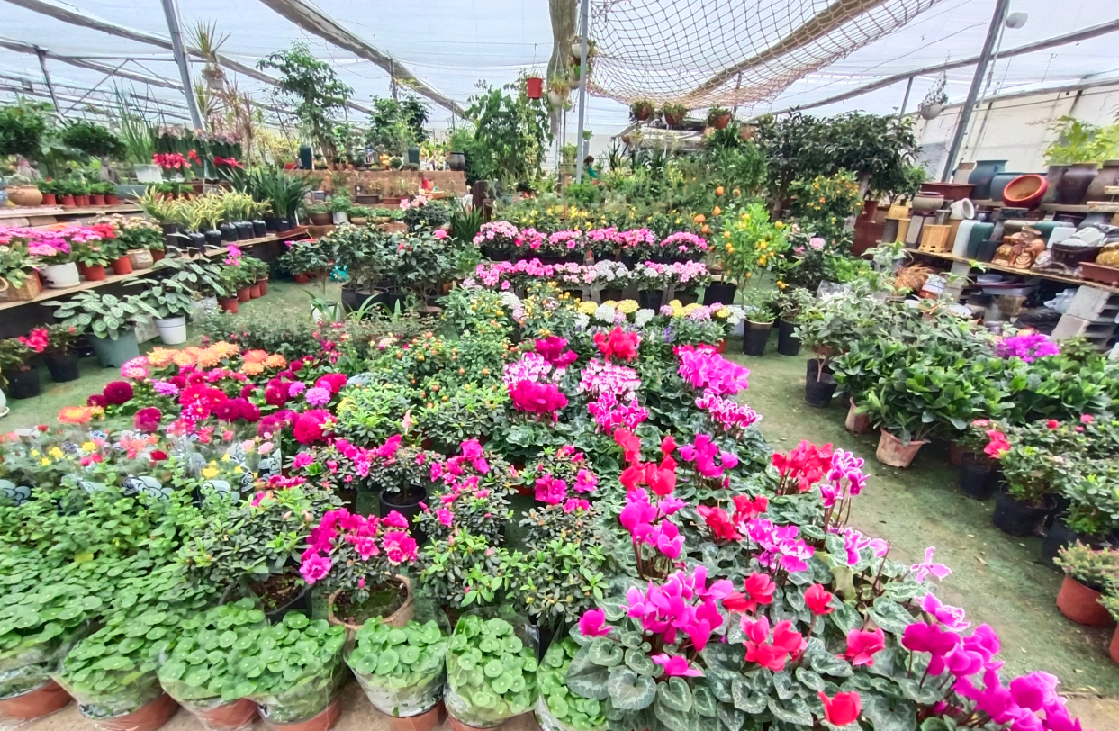 三个类型的花卉园艺市场,哪一种是你最喜欢逛的呢?