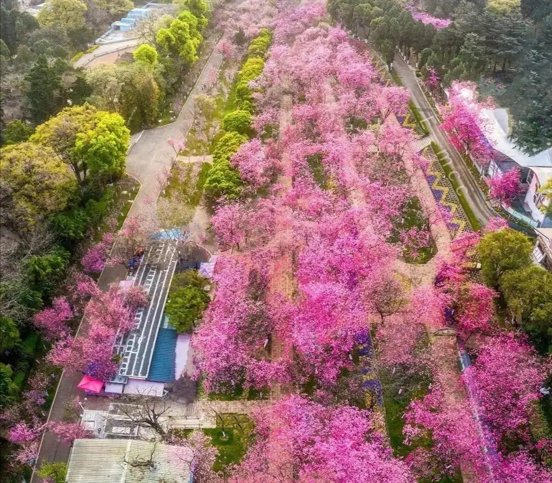 最美的花路，走不完的浪漫