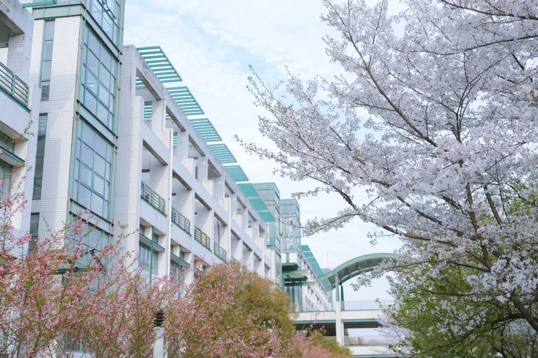 浙大樱雨，许你浪漫春光！每一张都可以做壁纸