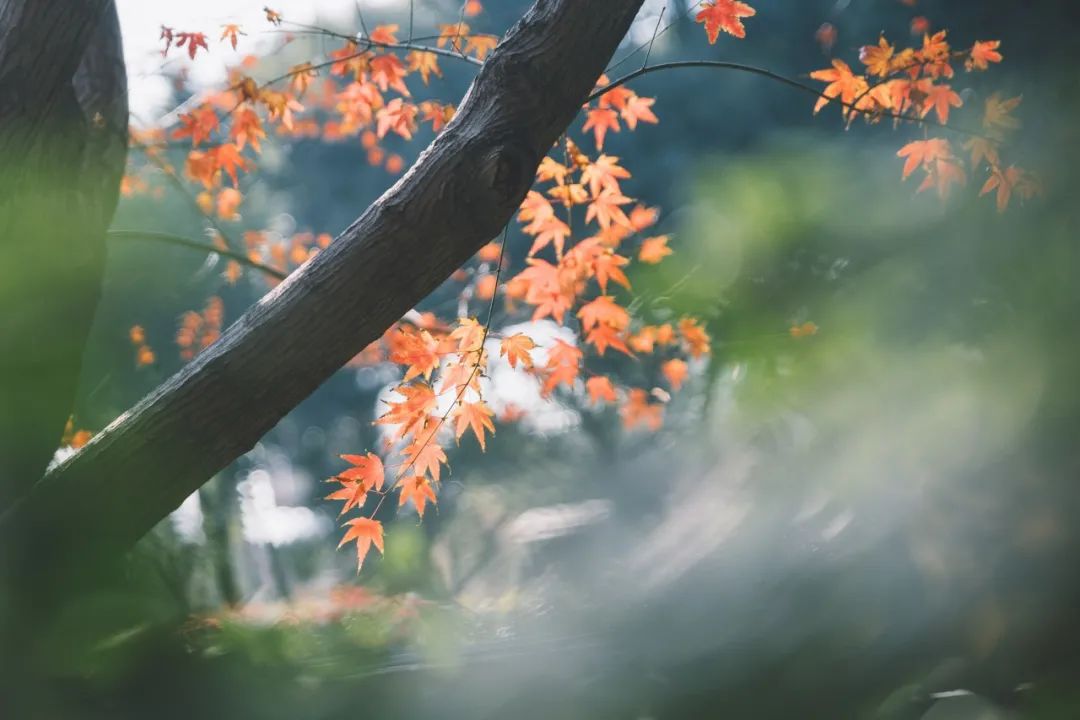 10首意境优美的小诗，美了眼，醉了心，惊艳了时光