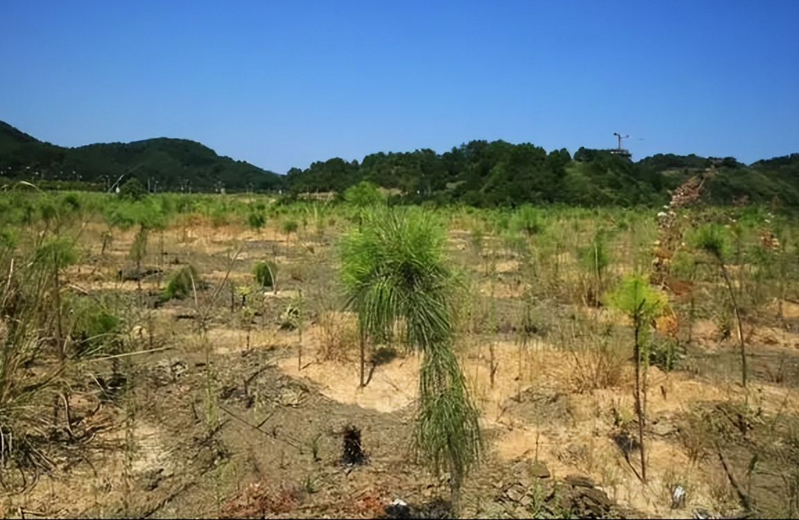 “万里大造林”的陈相贵：曾花182万买手机号，08年沦为阶下囚