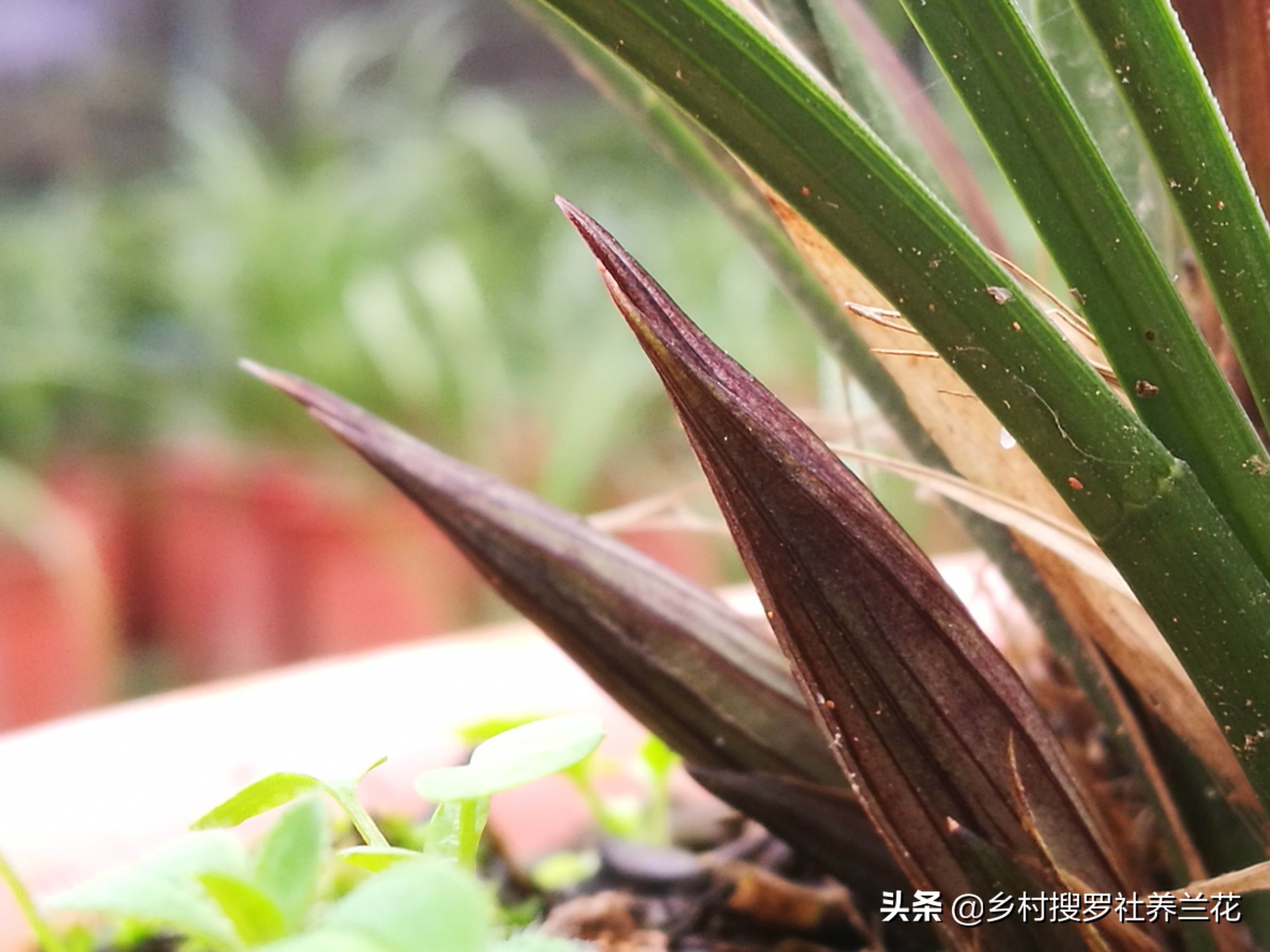 掌握3个核心数据，家里阳台养兰花，开花率不比专业兰园差