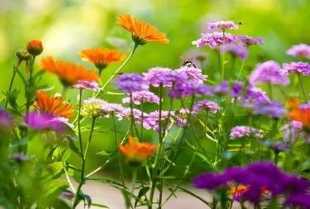 徐志摩经典散文：陌上花开