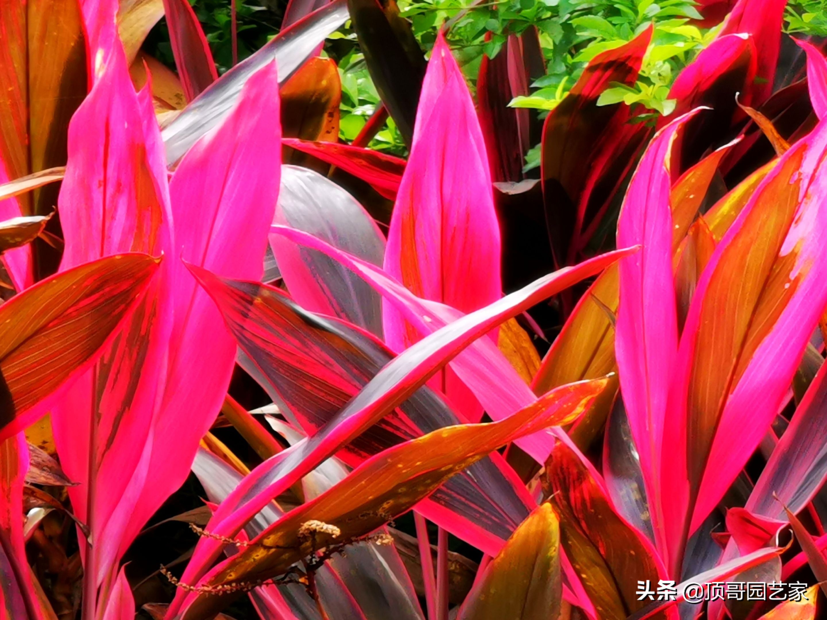 紫叶李简介（盘点15种适合庭院的彩叶植物）