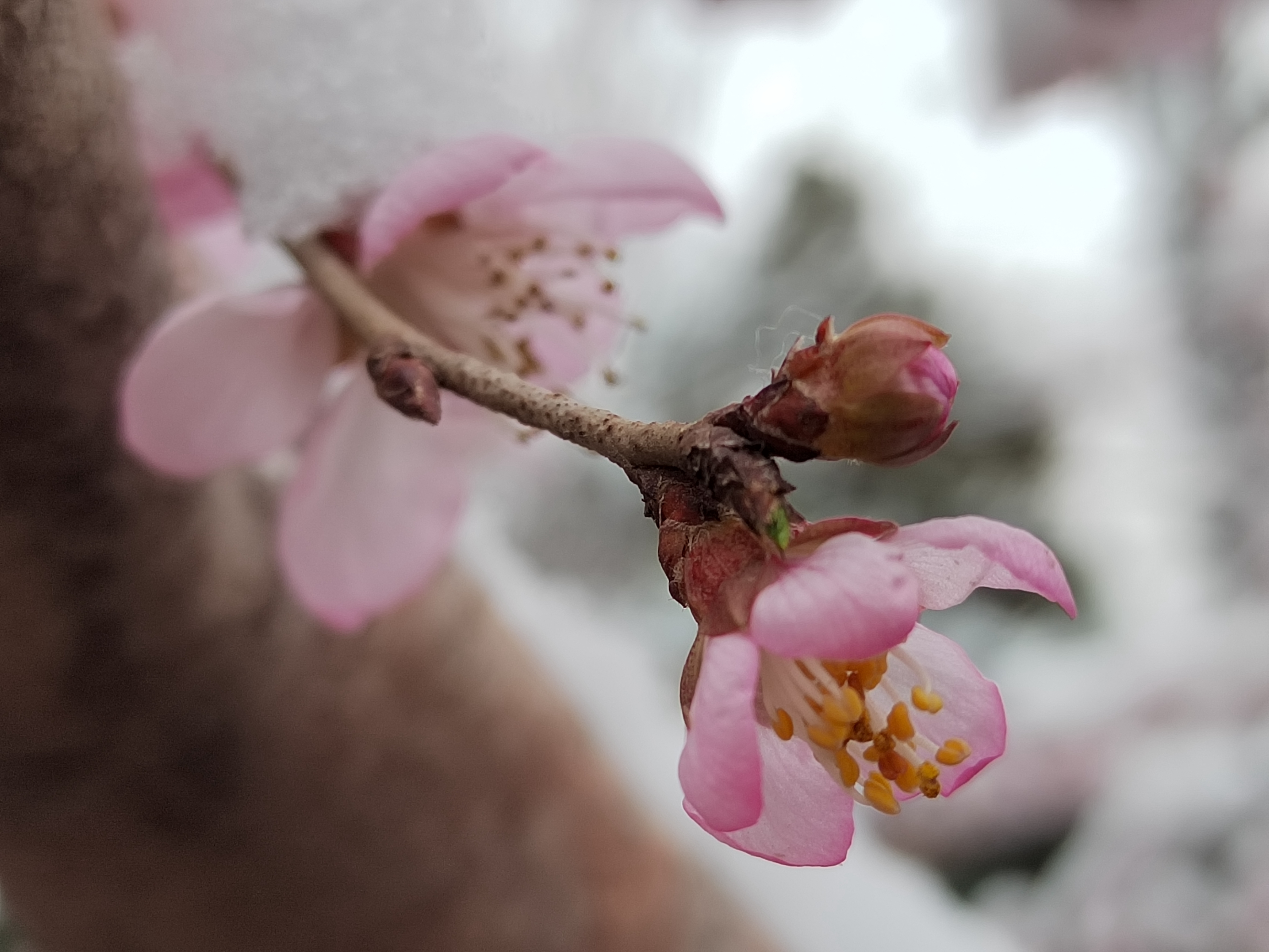 昌平公园春雪初晴