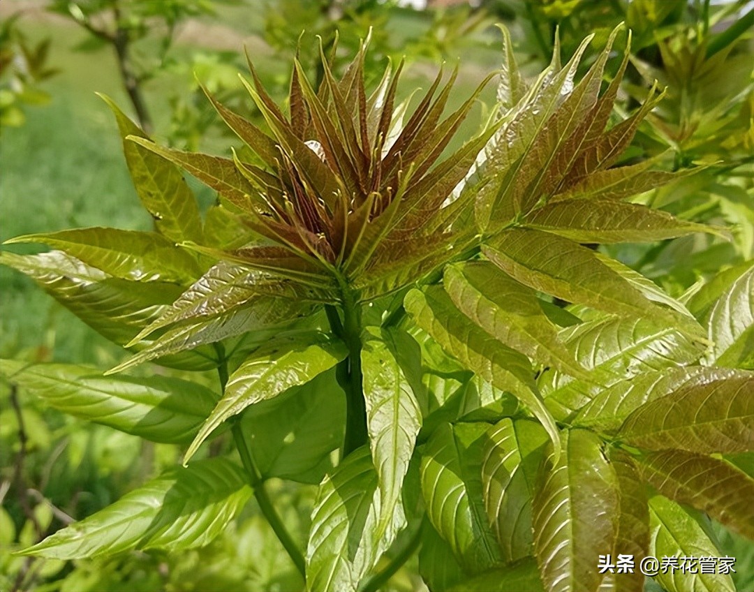 春芽树图片大全（香椿和臭椿五大区别详细介绍）