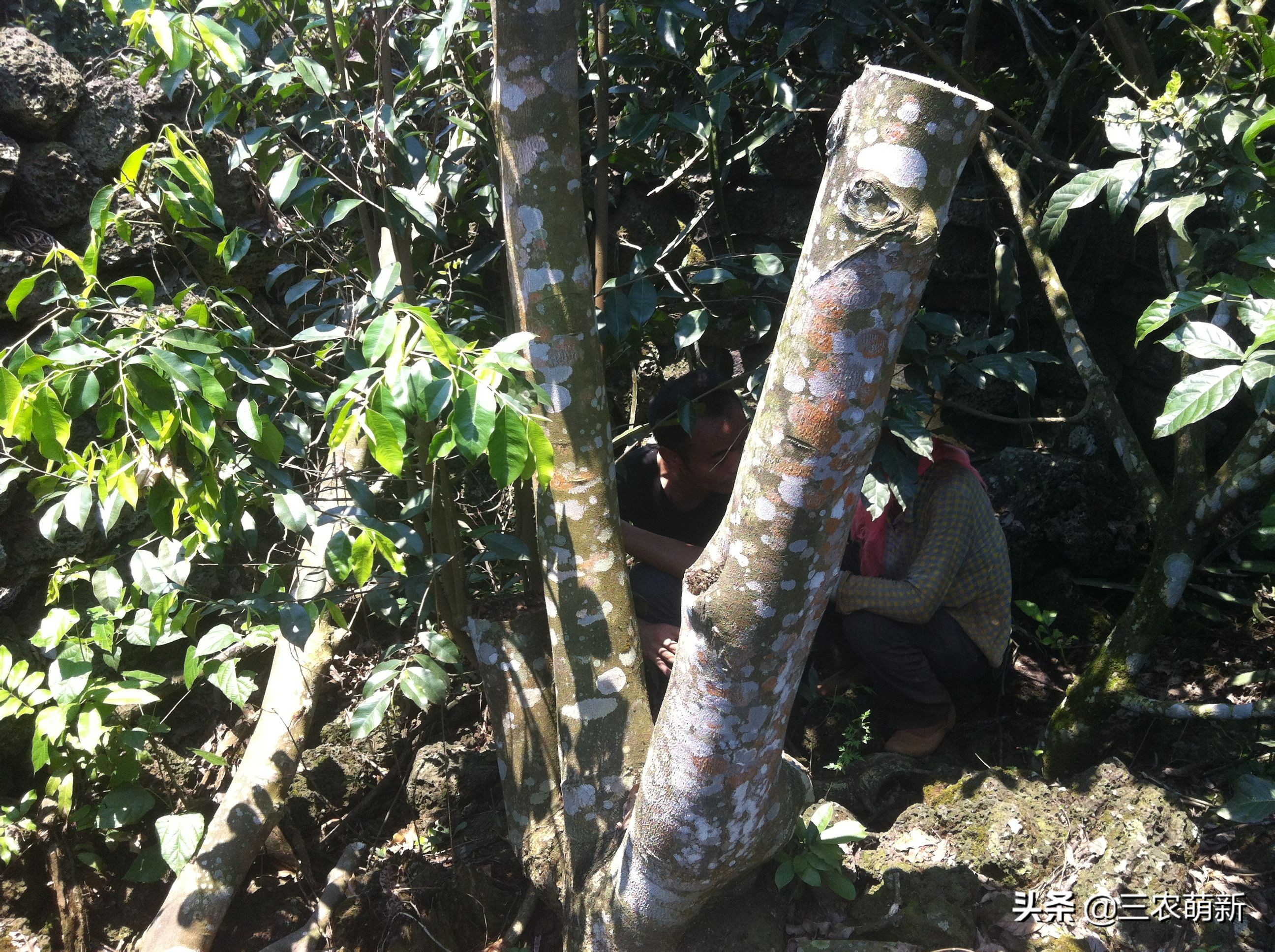 鸡翅木价格多少钱一方种花不如种