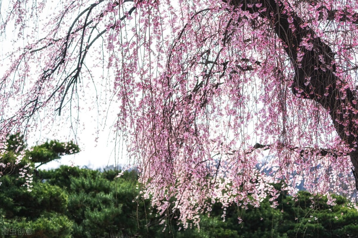 你知道樱花也分“派系”的吗？