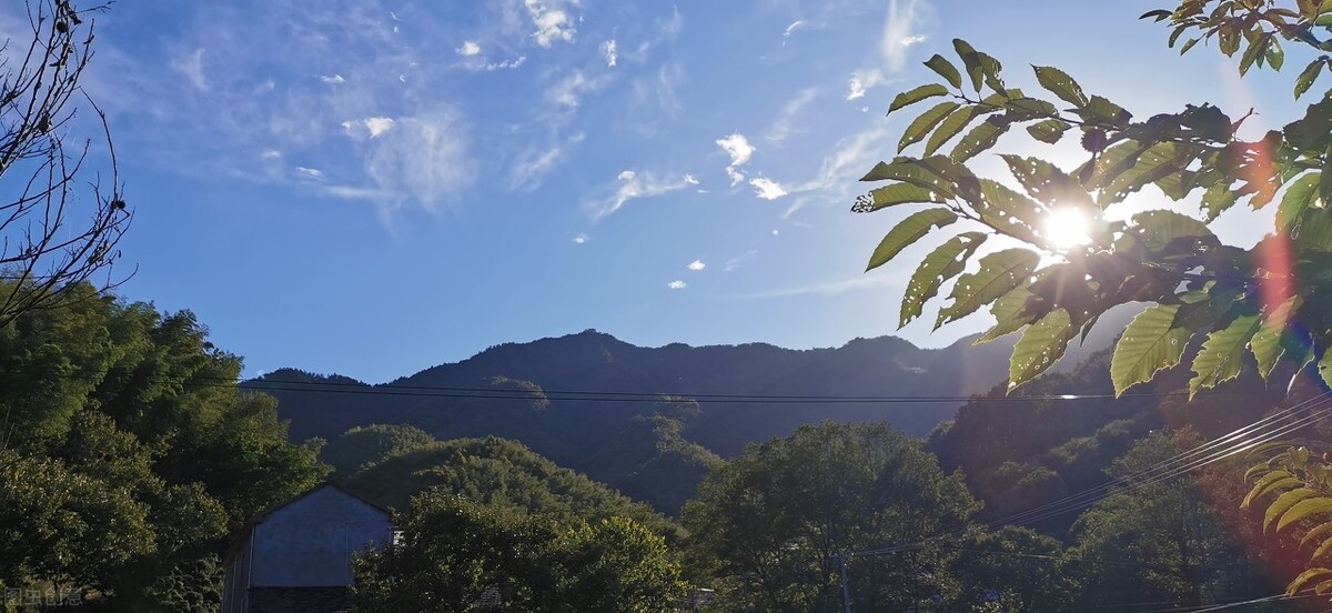 太平猴魁和六安瓜片，这两款绿茶哪个更好？