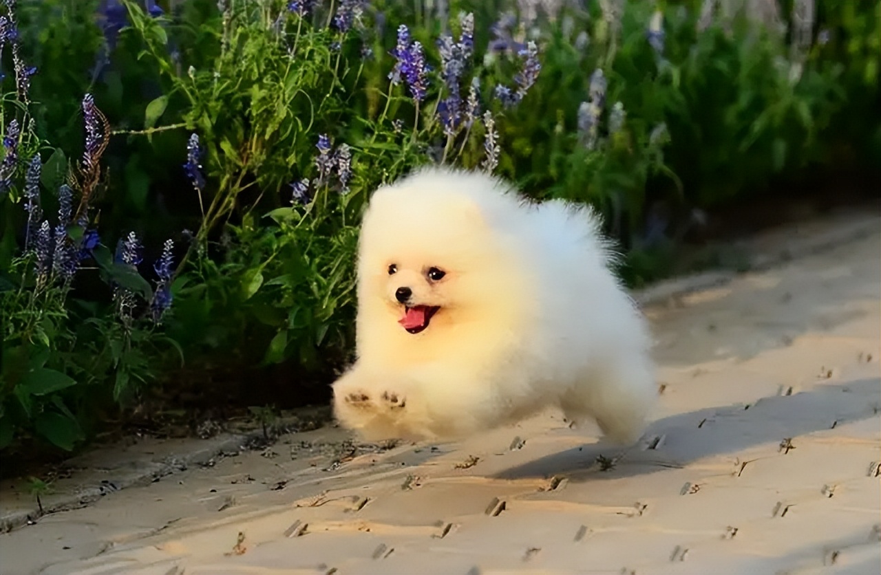 最适合家养的五种狗-哪种狗比较适合家养 - 114知识网