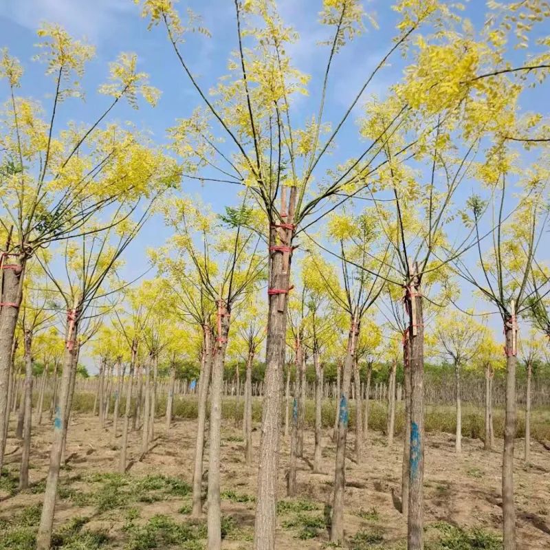 能与春花一较高下的彩叶树，也是苗木人应该追逐的趋势