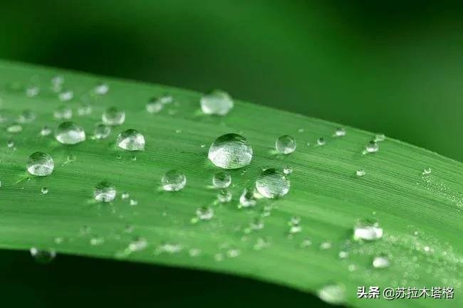 这才是诗歌嘛！六首雨水诗，每一首都令人极其喜爱