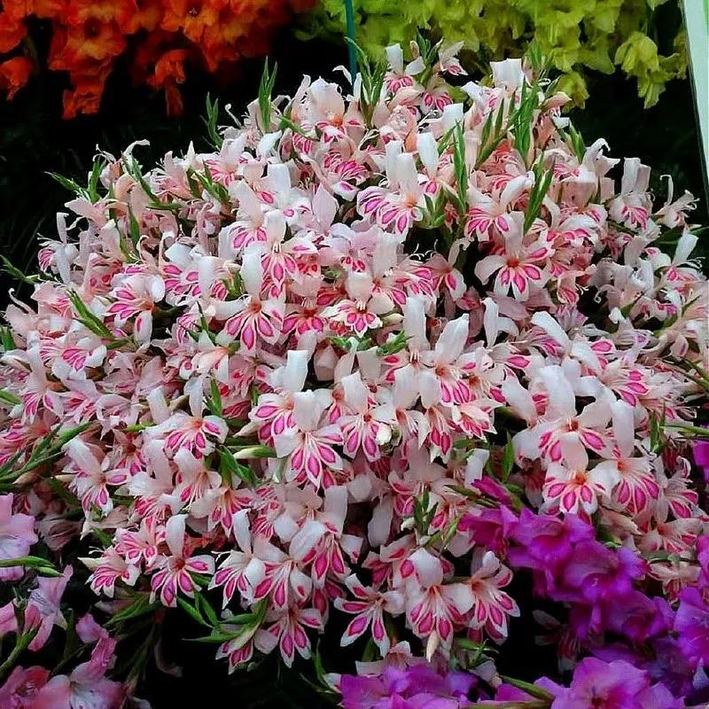 花朵美图｜温柔甜美的初吻、大丽花、耧斗菜花朵合集160张