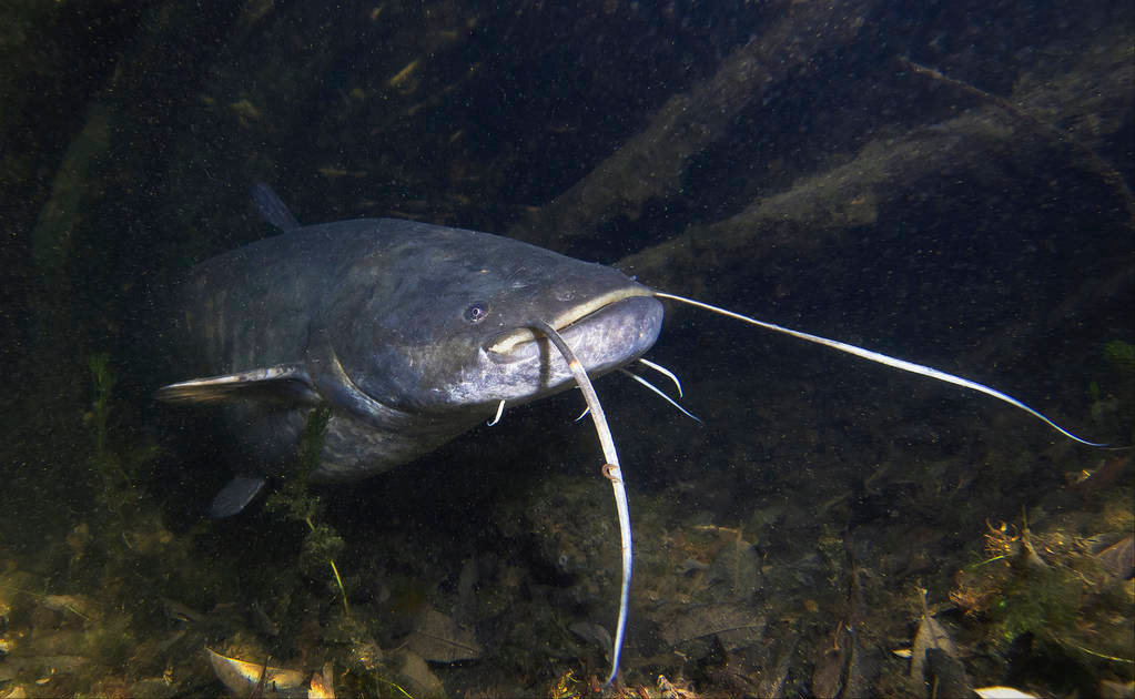 恒河"食人鲶"泛滥,有的长1.8米重73公斤,或比成年人力气大