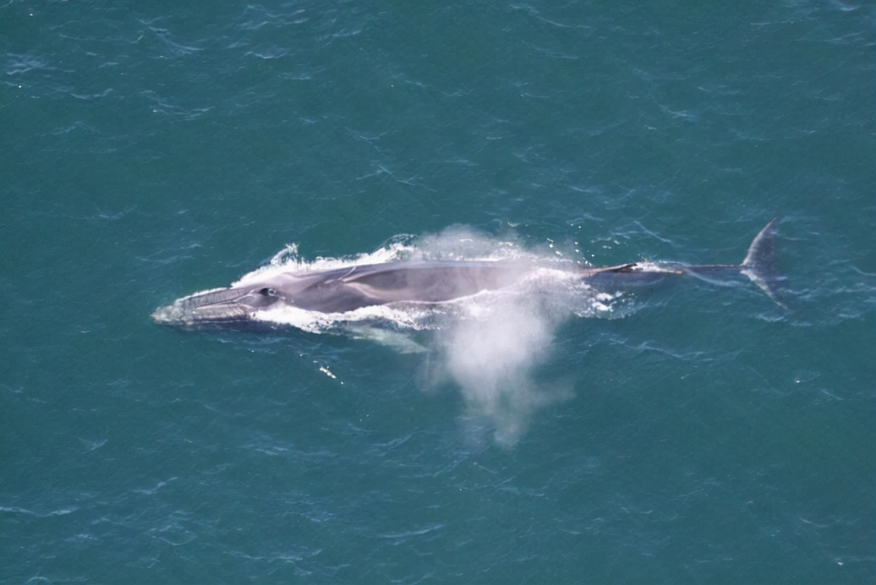 鲸类动物排行榜——海洋中体型最大的五种鲸类，你知道几种？