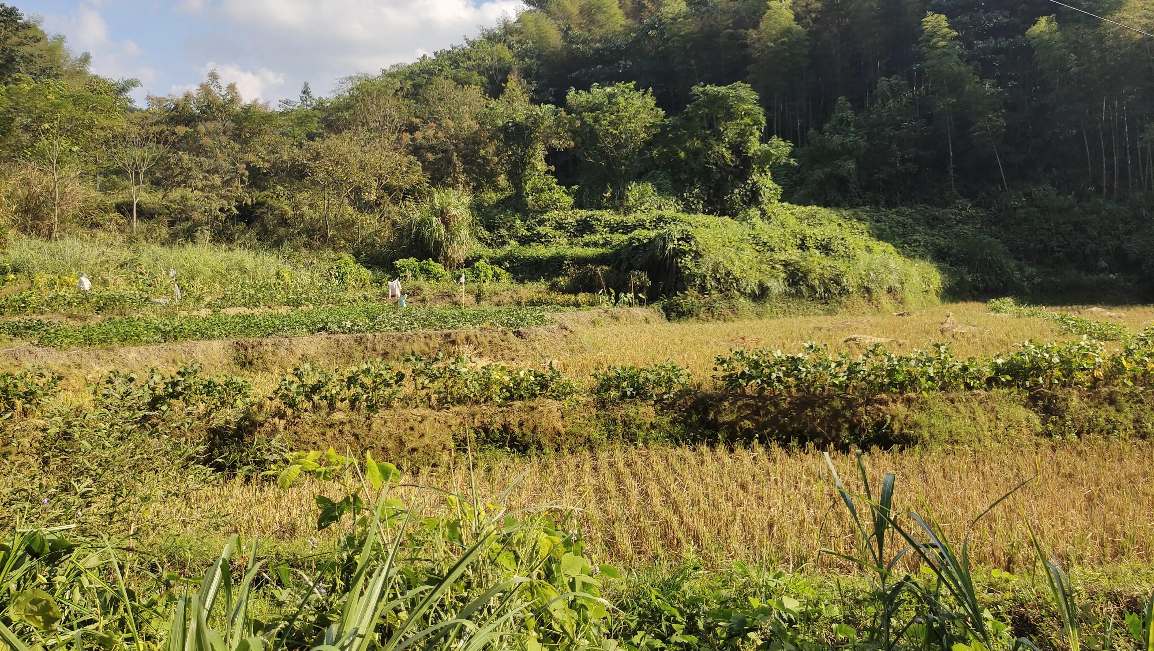 近水遥山皆有情，怀念家乡的童年与旧人