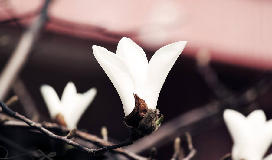 诗词鉴赏-玉兰花开春自来，十二首玉兰花 的诗词，白雪琼兰映眼开