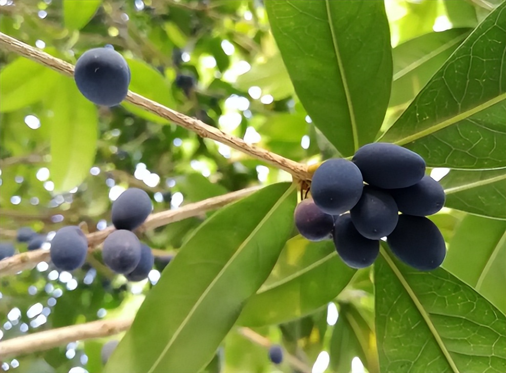 你见过桂花树结果吗桂花树是否结果