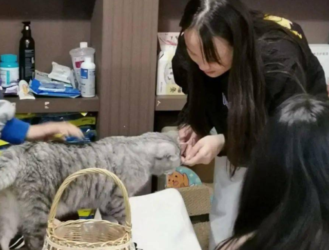 女生宿舍养猫被举报，宿管阿姨查寝哭笑不得，只因橘猫太胖藏不住