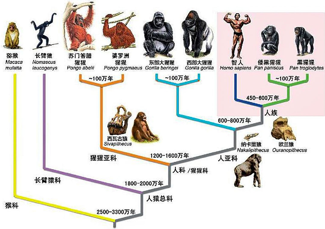 地球上本来没有人类，那么第一个人是怎么来的？可能来自太空吗？