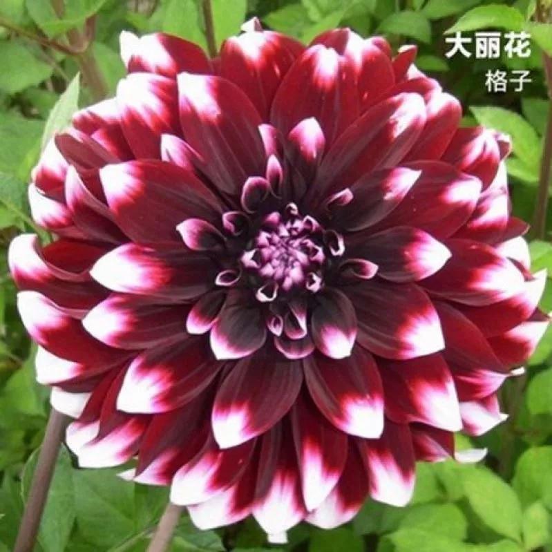 花朵美图｜温柔甜美的初吻、大丽花、耧斗菜花朵合集160张
