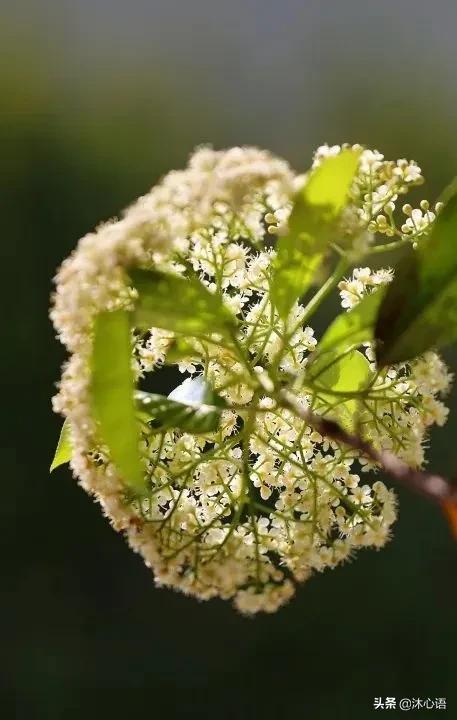 那年杏花春雨，石楠花开，梧桐飞絮……