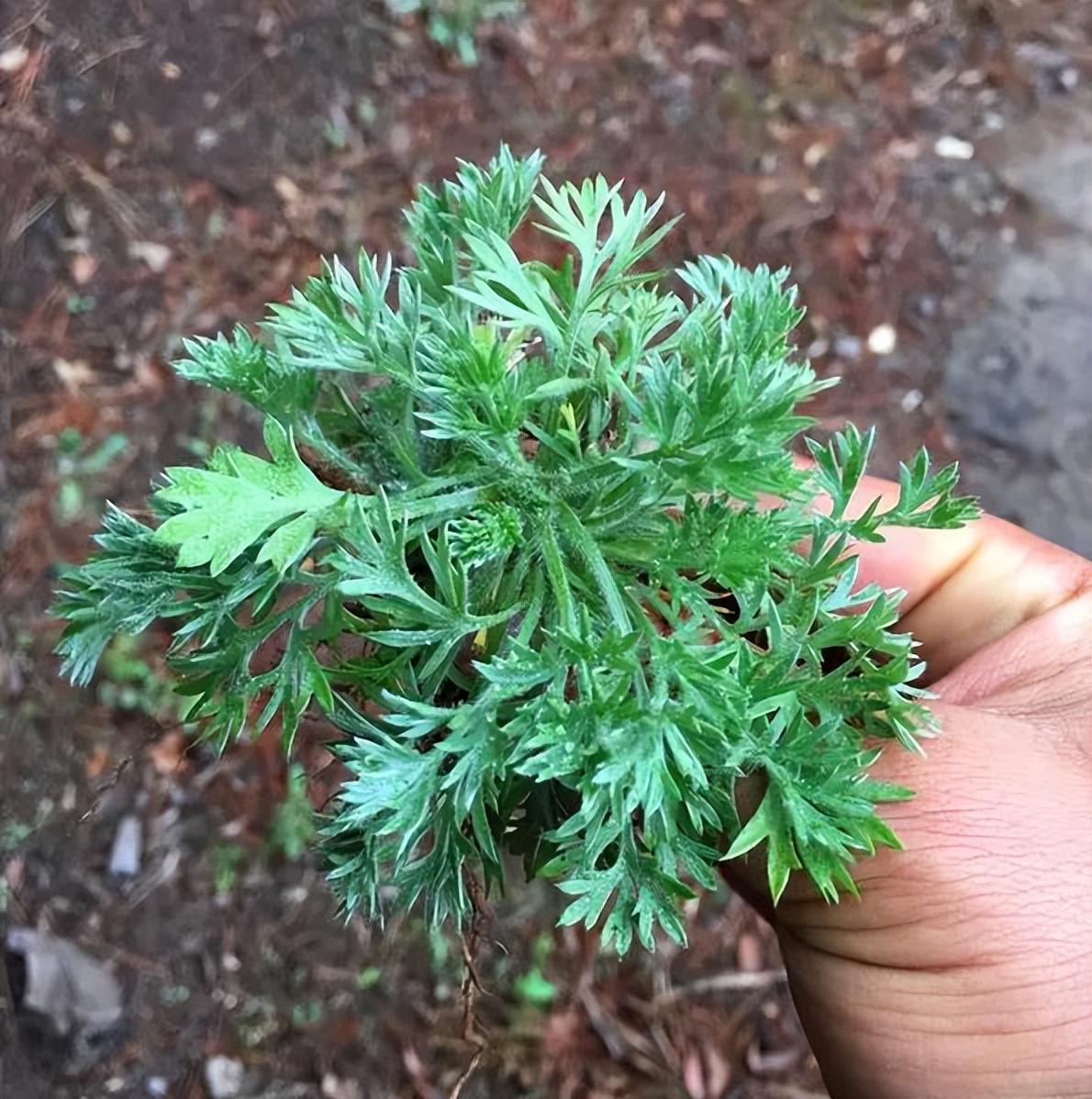 科室观察丨“最难治”的囊肿结节性痤疮，可以这样治疗痤疮囊肿型与脓疱型鉴别