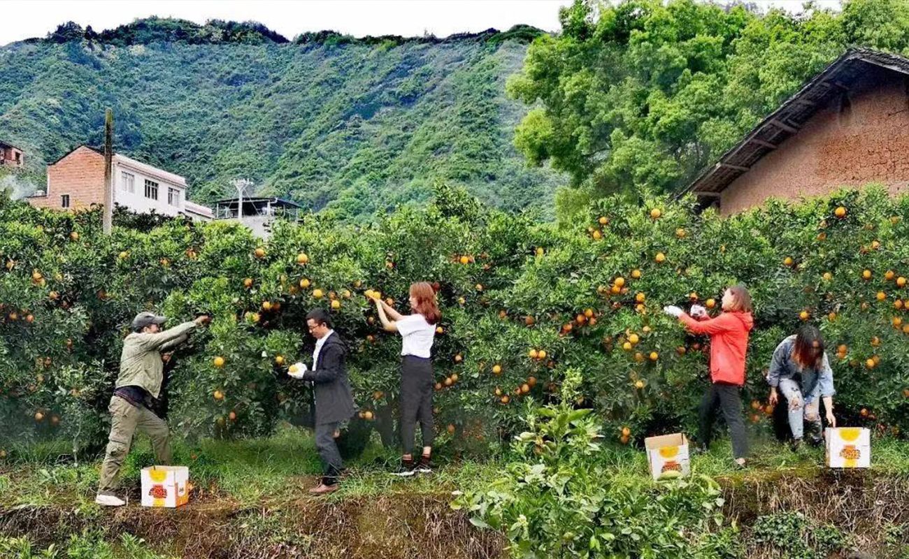 互联网+脐橙产业发展