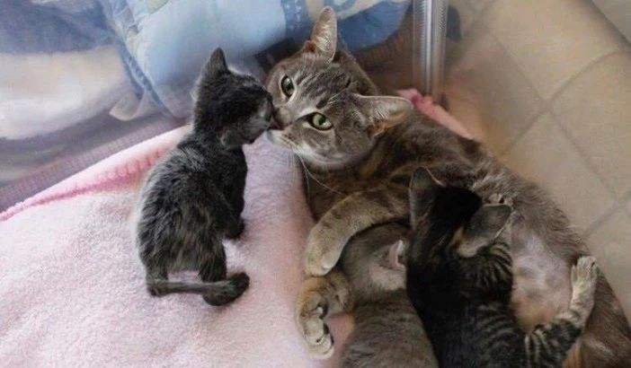 养猫，劝你不要随便养“母猫”，原因有这6个
