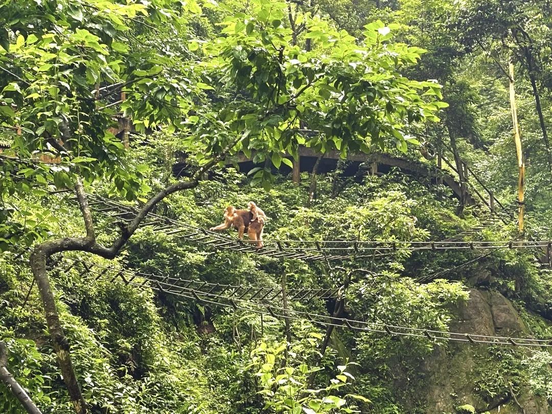 超詳細超實用！峨眉山2天1晚徒步攻略收藏起來慢慢看