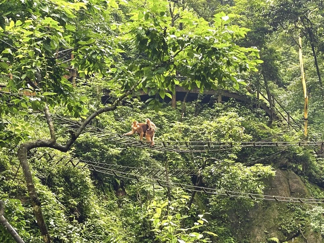 超详细超实用！峨眉山2天1晚徒步攻略收藏起来慢慢看