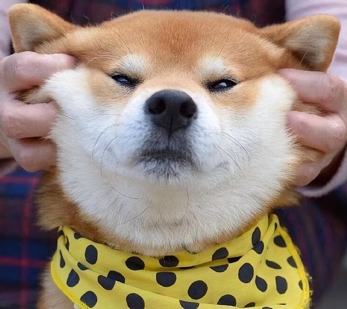 你在"撸狗头"时,你知道它的小脑袋在想什么吗?