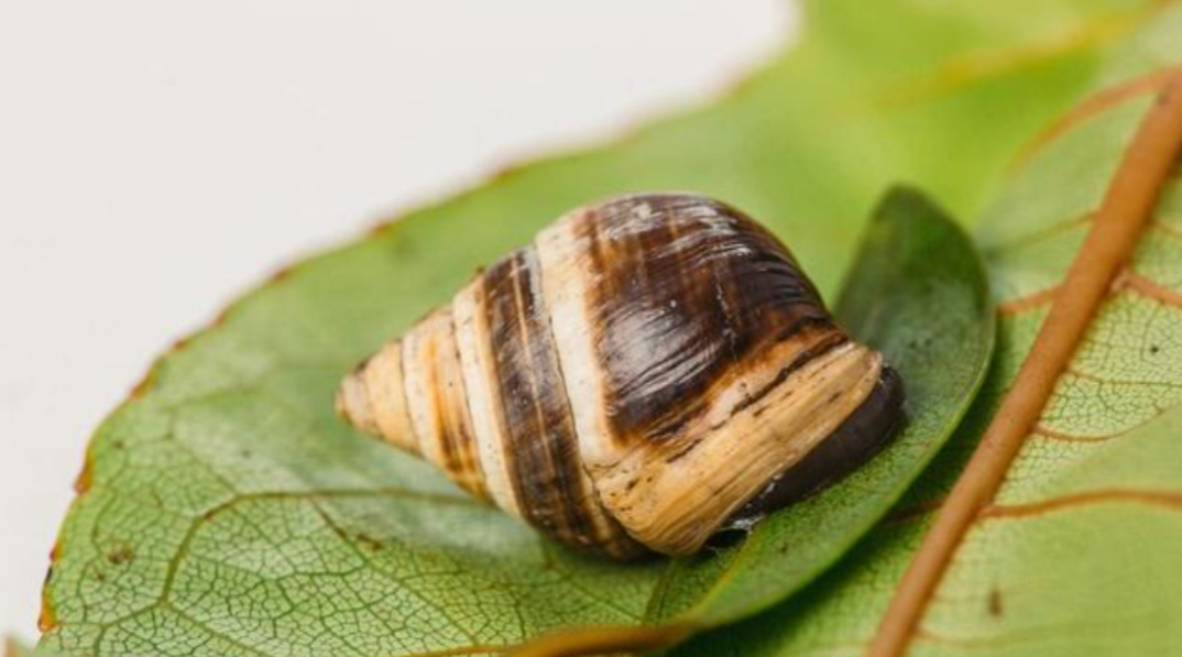 科学家警告：各种迹象表明，地球或许正进入第六次生物大灭绝