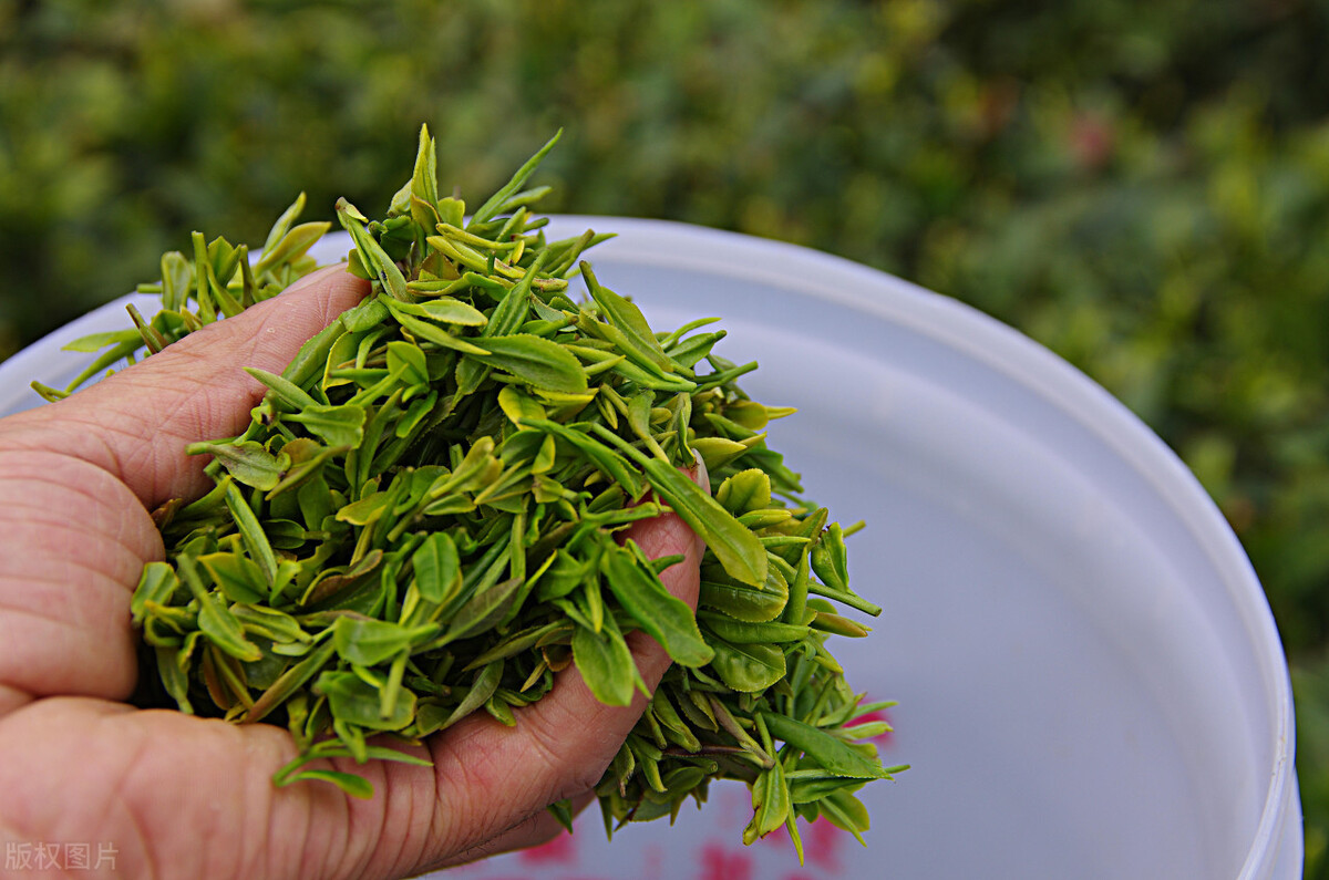 2000元一斤的茶叶，是不是比20元的茶叶更营养？怎么选择口粮茶？