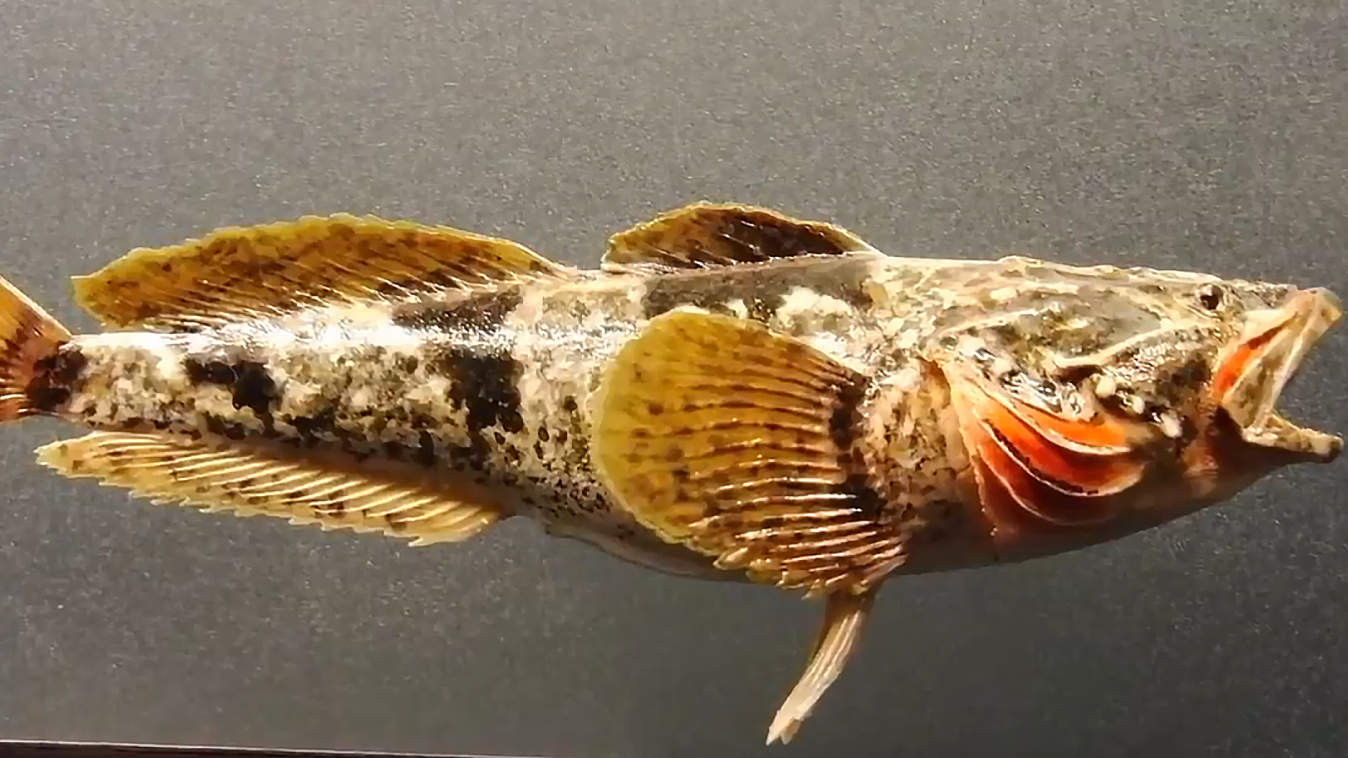 松江鲈鱼是一种具有洄游性的鱼,所以,这也意味着